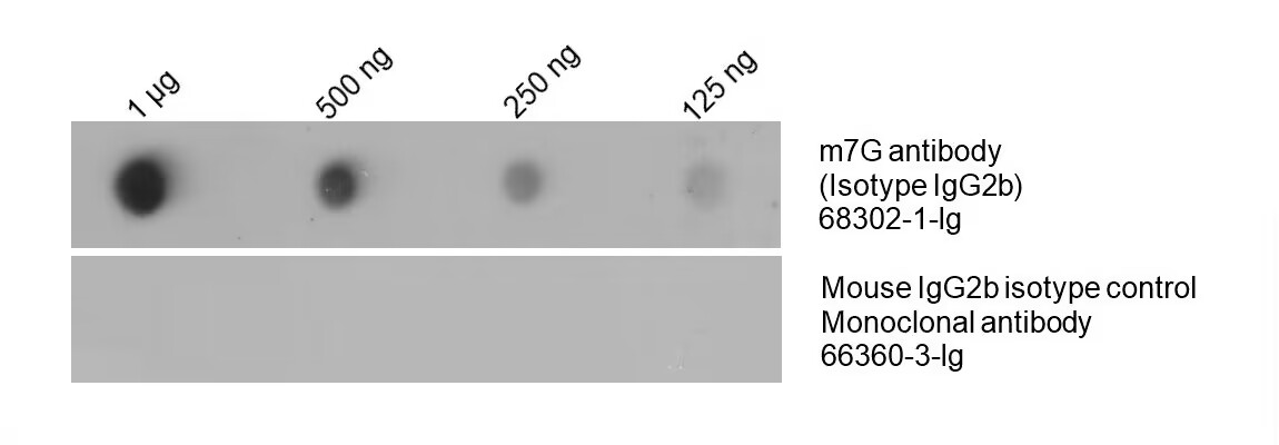 Dot Blot experiment of HeLa using 68302-1-Ig